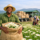 pyrethrum_collection